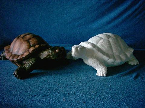 Schildkroete gross 016.JPG